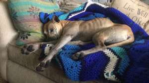 Ht georgia dog kb 150707 16x9 992