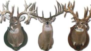Huge whitetail sutton lead 181003 160259