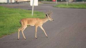 Hunting urban deer lead 181004 084649