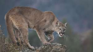 I Stock 1191075458 Carol Gray