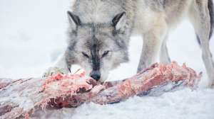 I Stock 1207762095 230524 074433