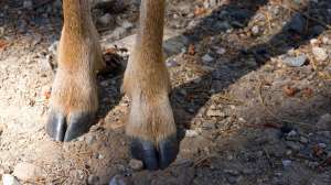 I Stock 152536106 e1528152862185