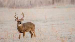 I Stock 178525089 rogertrentham