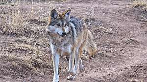 I Stock 181143425 Rose Mary Bush copy