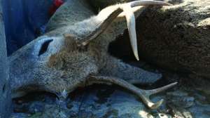 I Stock 641208554 Akchamczuk