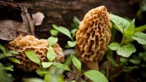 I Stock Morel