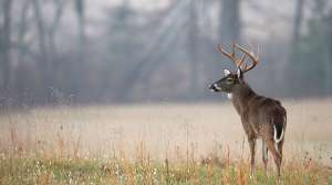 I Stock Know Whitetail