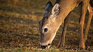 I Stock Know Whitetail1