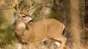 I Stock 000003260318 Large