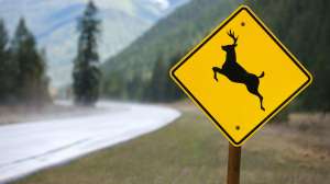 I Stock 000012019720 Large