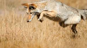 I Stock 000014643667 Largecoyotepouncing