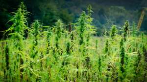 I Stock 000057610064 Small