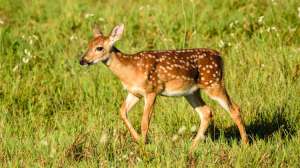 I Stock 000080050385 Large Whitetail Fawn