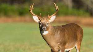 I Stock 000081342287 Large Whitetail 181004 100955