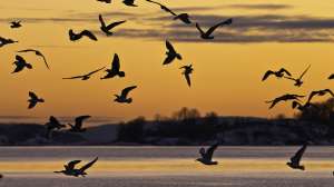 I Stock 74987409 MEDIUM