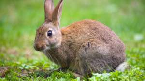 I Stock rabbit ga715