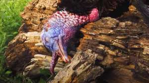 Injured turkey falls out of roost tree