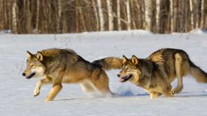 Istockphoto com Ken Canning