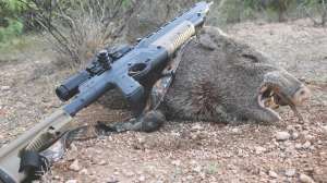 Javelina0403