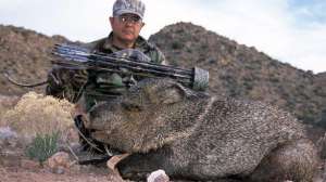 Javelina bow hunting lead 181003 161211