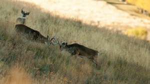 John hafner archive 03653