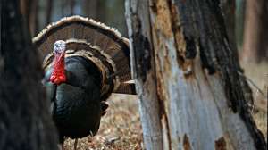 John hafner archive 13195