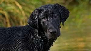 John hafner archive 15574