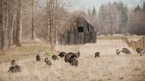 John hafner archive 22681