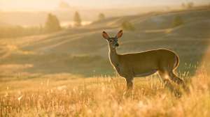 John hafner archive 22705