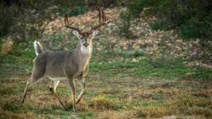 John hafner archive 32658