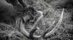 John hafner archive 33757