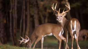 John hafner archive 03789