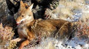 Jrs big dog700 181003 162114