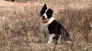 Kayserdogs 700 181010 154746