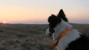 Kayserfleas700 181003 155835