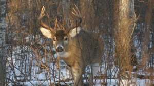 Kayserwhitetail buck700