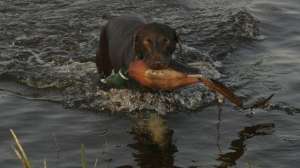 Keeping fido fit lead 181003 161811