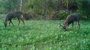 Killer food plot lead 181003 155026