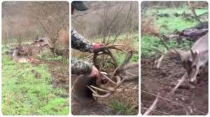 Locked bucks in fence