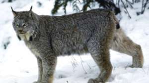 Lynx stand snow Credit FWS