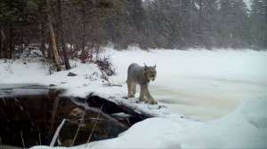 Lynx trail cam video
