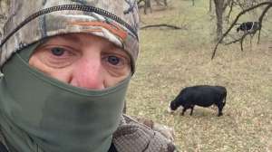 Maas treestand with cattle