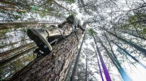 Man climbing treestand