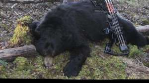 Mark kayser with black bear shot on the ground with mathews z7 700 181004 084543