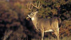 Mcnally dixie 02 700 181003 161832