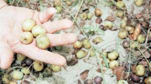 Mcnally dixie 05 700 181003 161834