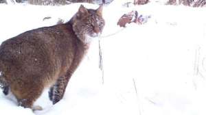 Michigan bobcat hunt lead 181003 154620