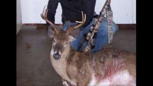 Misting deer scent august lead 181003 154657