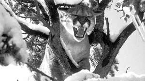 Mntl 20 01 D cropped