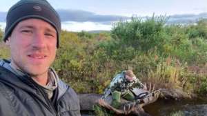 Moose Alaska Winslow